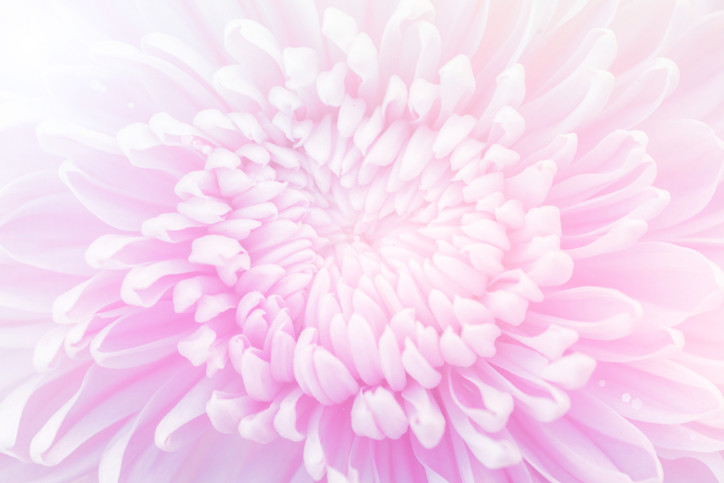 Pink Carnation Flower